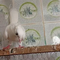 گمشوده