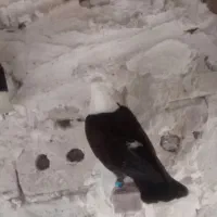 پرنده|پرنده|رشتخوار, |دیوار