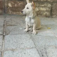 پاپی گوشتیز