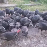 بوقلمون فروشی