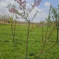 فروش باغ در زواجر