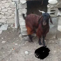 کهره نر
