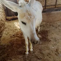 الاغ باری
