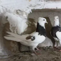 طوقی