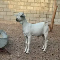 فروش کهره صومال سفید