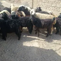 کره نر+میش زایده مناسب داشت