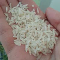 برنج طارم هاشمی مازندران