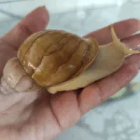 حراج حلزون پرورشی