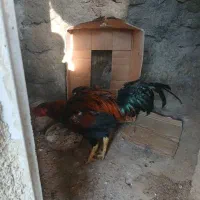 خروس لاری