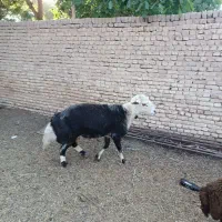 قوچ نوبخت