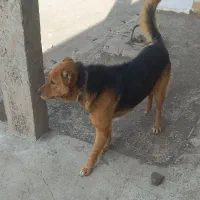 سگ گله ادامی