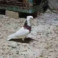 توقی ۷رنگ کله سرخ دم زرد
