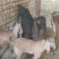 بزدوقلو. بزپاکستانی  .بزکامورایی .بزیکساله