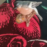 سینه سرخ موژو Mojo