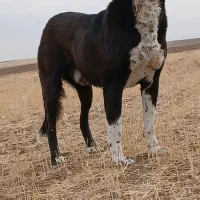 واگذاری سگ گله درجه یک