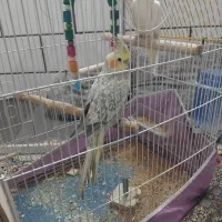عروس هلندی مولد