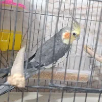 عروس هلندی