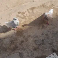 یه جفت هفت رنگ دم سفید جوانه ذات هفت رنگ دم سفید