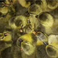 جوجه غاز محلی