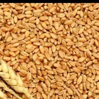 فروش گندم