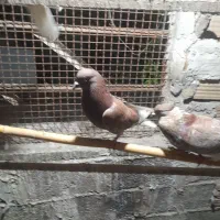 کبوتر تهرانی
