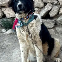 سگ ماده قدرجونی