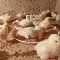 جوجه گوشتی راس