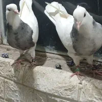 کبوتر  کفتر طوقی جوجه