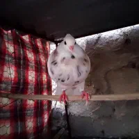 طوقی هفت رنگ، سینه ای و...