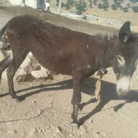 فروش دو عدد الاغ