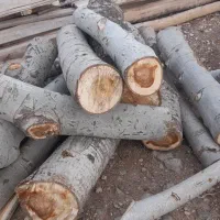 خریدار عمده چوب تر وخشک