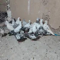 کبوتر فروشی