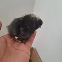 جوجه آمروک