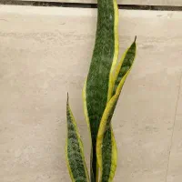 پک ۴تایی|گل و گیاه طبیعی|نیشابور, فرح بخش|دیوار