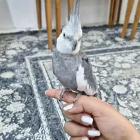 عروس هلندی وایت فیس نر