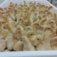 نمایندگی پخش جوجه بوقلمون بیوتی ۶ میشا جوجه