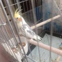 عروس هلندی