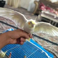 عروس هلندی بالغ