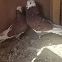 یک جفت شازده قرمز همه چی تموم