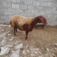 یک راس گوسفند درشت جنس