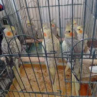 سلام پنج عددعروس هلندی نروماده