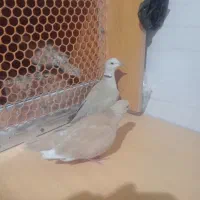 کبوتر