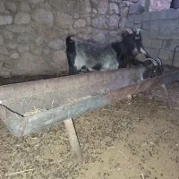 بز سه ماه حامله