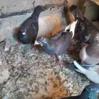 کفتر|پرنده|شیراز, محمودآباد|دیوار