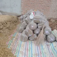 ذرت علوفه ای بسته بندی شده توافقی