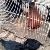 جوجه مرندی