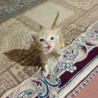 بچه گربه