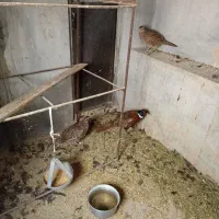 مرغ و خروس زینتی