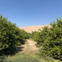 فروش-زمین-4000-متری-باغچه-باغی-کلاغ-نشین