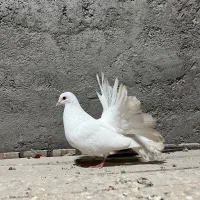 چتری کانادایی